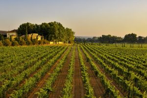 Climate change, si muovono i big del wine & beverage, da Torres a Moët Hennessy