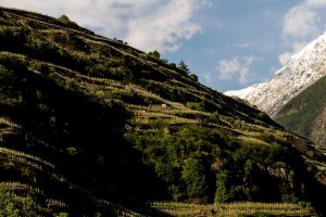 Viaggio enoico in Valtellina, la terra nobile dove nasce il Nebbiolo delle Alpi Viaggio enoico in Valtellina, la terra nobile dove nasce il Nebbiolo delle Alpi