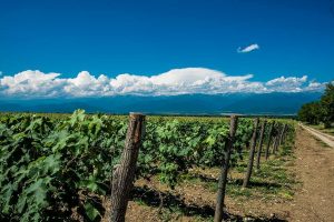 “Il rapporto tra vino e uomo è antico e profondo, ben radicato nella nostra cultura”