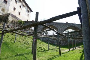 Le vigne più vecchie al mondo, patrimonio storico, culturale e ampelografico, nell’Old Vine Registry