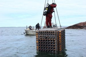 Lo Champagne che affina in fondo al mare: il tesoro nascosto di Veuve Clicquot nel Mar Baltico Lo Champagne che affina in fondo al mare: il tesoro nascosto di Veuve Clicquot nel Mar Baltico