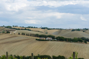 I Quaderni di WineNews - Il Verdicchio delle Marche