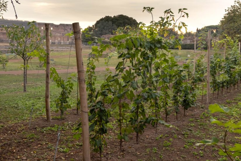 Il Parco Archeologico del Colosseo 