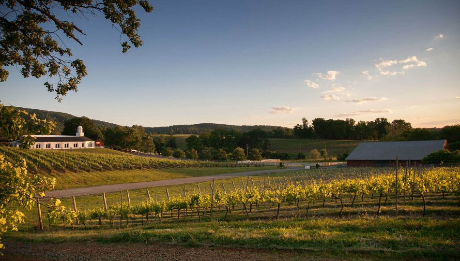 Barboursville Vineyards, di Zonin 1821