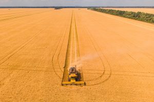 Ancora tensione sul grano, tra raccolto italiano in calo e accordo tra Russia e Ucraina a rischio