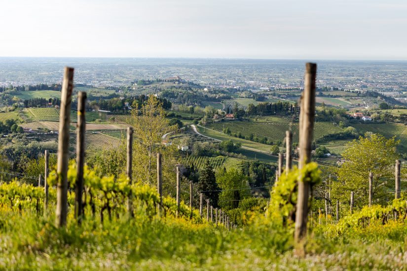 Consorzio Vini di Romagna - Filare vigneto verso la pianura