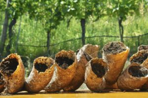 Nel mondo 22.515 ettari di vigneti biodinamici, lo 0,3% delle superfici vitate