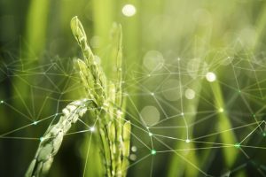 Innovazione e digitalizzazione, ma anche cura della biodiversità, per il futuro dell’agricoltura