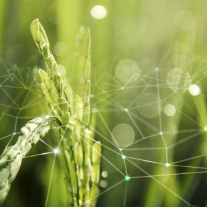 Innovazione e digitalizzazione, ma anche cura della biodiversità, per il futuro dell’agricoltura