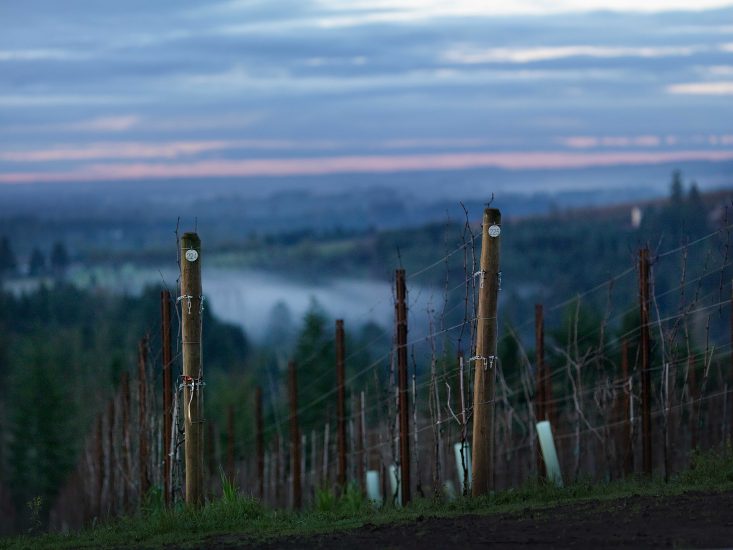 La griffe dell’Oregon Domaine Roy & fils