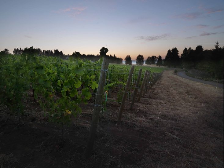 La griffe dell’Oregon Domaine Roy & fils