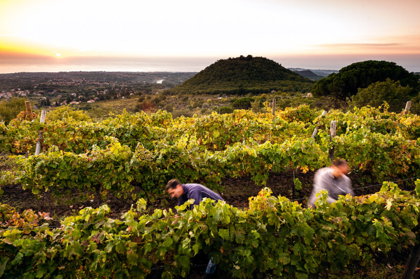 Etna, un successo senza crisi per i vini del vulcano, diamante di Sicilia
