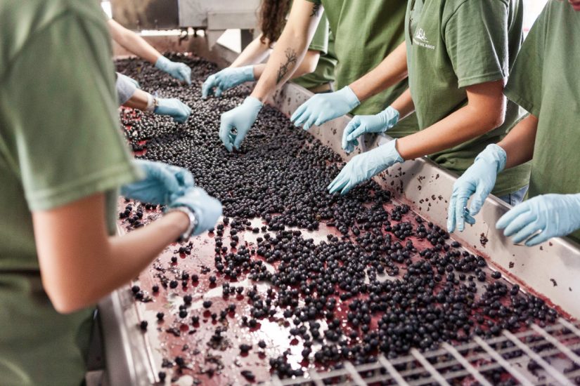 La cernita del Sangiovese