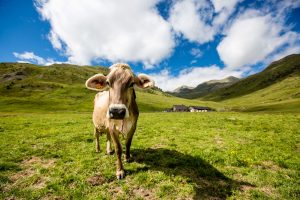 Vendemmia turistica e non solo: tra le esperienze pi&ugrave; originali c&rsquo;&egrave; anche la mungitura nei caseifici