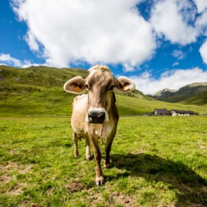 Confcooperative: il gran caldo &ldquo;soffoca&rdquo; anche gli allevamenti, produzione di latte ridotta del 10%