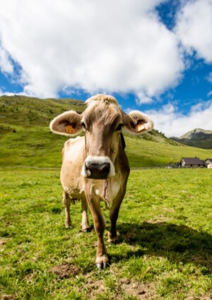 Confcooperative: il gran caldo &ldquo;soffoca&rdquo; anche gli allevamenti, produzione di latte ridotta del 10%