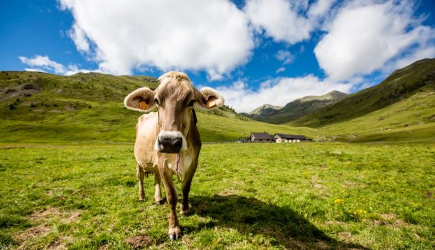 Confcooperative: il gran caldo &ldquo;soffoca&rdquo; anche gli allevamenti, produzione di latte ridotta del 10%