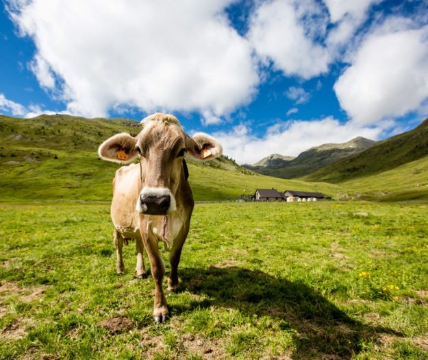 Confcooperative: il gran caldo &ldquo;soffoca&rdquo; anche gli allevamenti, produzione di latte ridotta del 10%