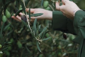 Raccolta dell&rsquo;olio extravergine a rischio nel 2023? Assitol lancia l&rsquo;allarme&nbsp;