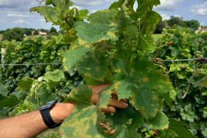 La peronospora non risparmia neanche Bordeaux: colpito il 90% del vigneto