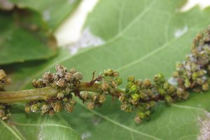 Peronospora, Confagricoltura: tavolo tecnico e fondi Ue ai viticoltori colpiti