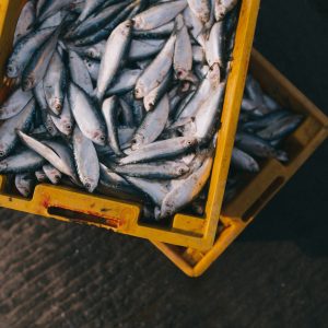 Fermo pesca, stop alle attivit&agrave; di pesca a strascico lungo tutto l&rsquo;Adriatico