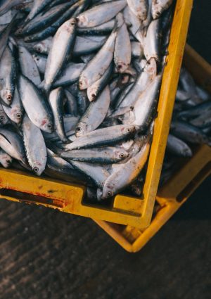 Fermo pesca, stop alle attivit&agrave; di pesca a strascico lungo tutto l&rsquo;Adriatico