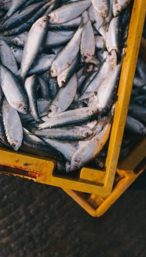 Fermo pesca, stop alle attivit&agrave; di pesca a strascico lungo tutto l&rsquo;Adriatico