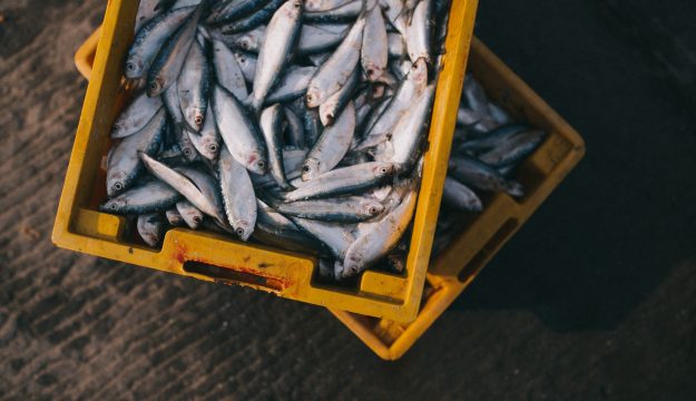 Fermo pesca, stop alle attivit&agrave; di pesca a strascico lungo tutto l&rsquo;Adriatico