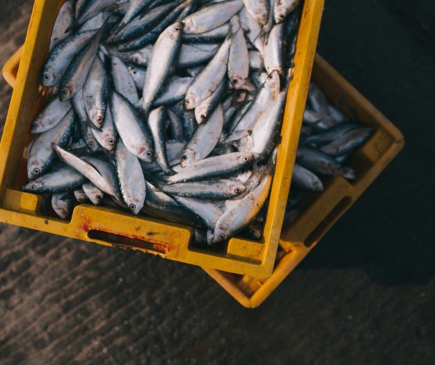 Fermo pesca, stop alle attivit&agrave; di pesca a strascico lungo tutto l&rsquo;Adriatico