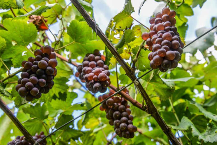 Il Pinot Grigio delle Venezie continua a crescere