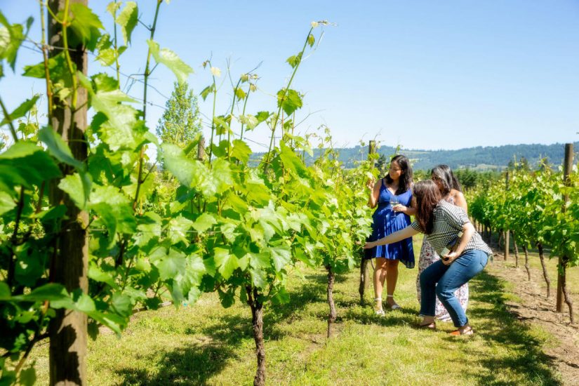 Roco Winery, in Oregon, del Gruppo Santa Margherita