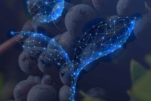 “Summer School Sanguis Jovis”: il digitale cambierà il futuro del vino coniugando terra e tecnologia