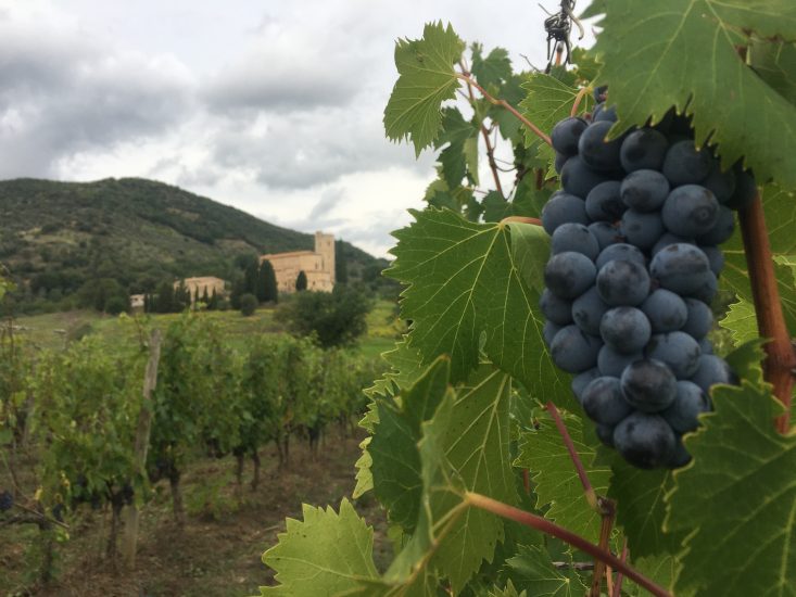 Il Sangiovese a Montalcino