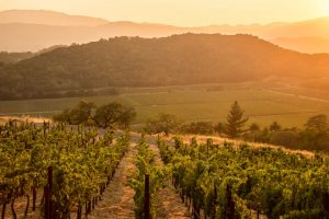 Frescobaldi, Antinori, Santa Margherita e Zonin 1821: quando gli italiani investono in Usa