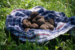 Tartufo tutto l’anno: c’è richiesta, e la raccolta dello scorzone è buona in quantità e in qualità