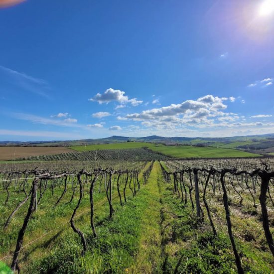 Tenuta del Monsignore è la terza cantina più antica al mondo 
