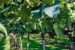 Downy mildew and record heat worry Italian wine as harvest 2023 approaches