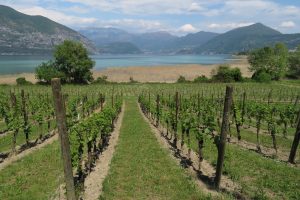 If environmental and social sustainability enter the heart (and statute) of the wineries