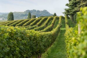 Masi Agricola, della famiglia Boscaini, cambia la governance: il Cda passa da 11 a 9 membri