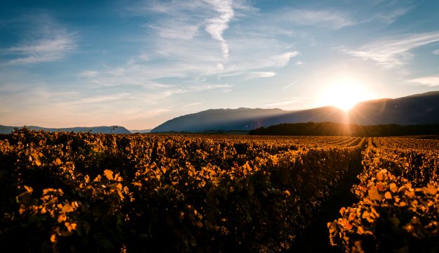 Caldo record, &ldquo;non c&rsquo;&egrave; emergenza nei vigneti, ma dipende quanto durer&agrave;&rdquo;, spiega Leonardo Valenti