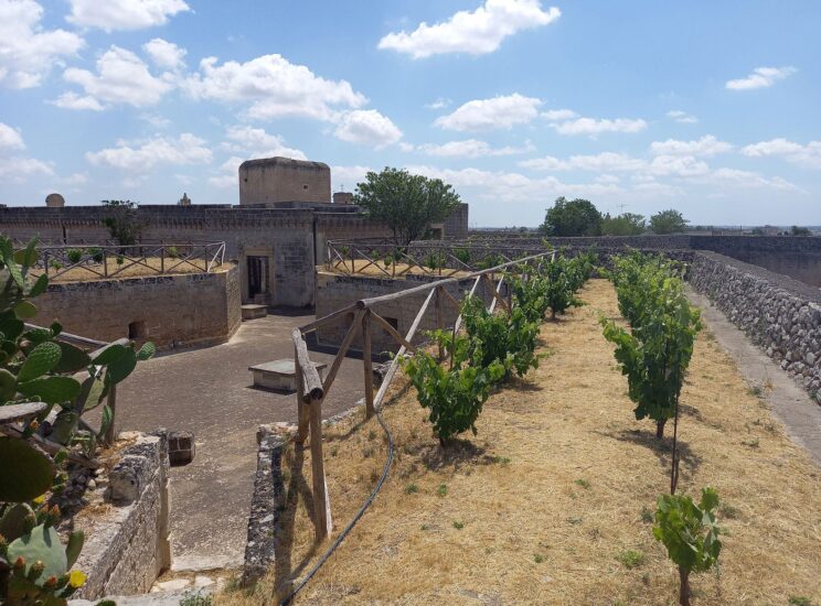 Il vigneto sulle mura del Castello di Copertino nel Salento