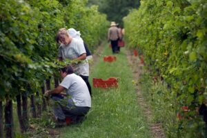 Esperienza sempre più amata, in Friuli la vendemmia diventa turistica e didattica