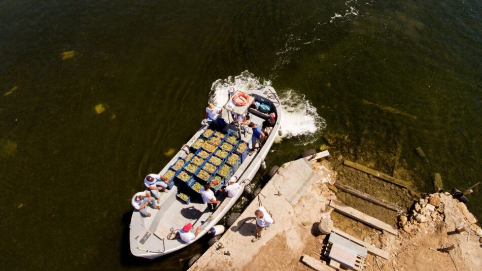 Le uve raccolte sull’Isola di Mozia, nella Tenuta Whitaker, di Tasca d’Almerita