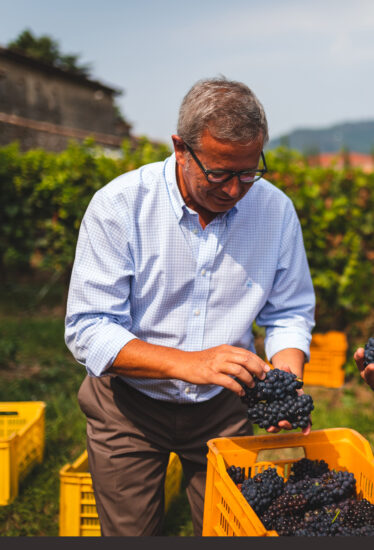 Vendemmia Guido Berlucchi © www.matteorinaldi.it