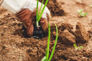 Stabilizzare il lavoro agricolo: la sfida del settore per garantire stabilità a dipendenti e imprese