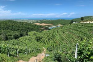 L’Oiv apre le porte all’Albania: il 41esimo produttore mondiale di vino è il 50esimo Stato membro