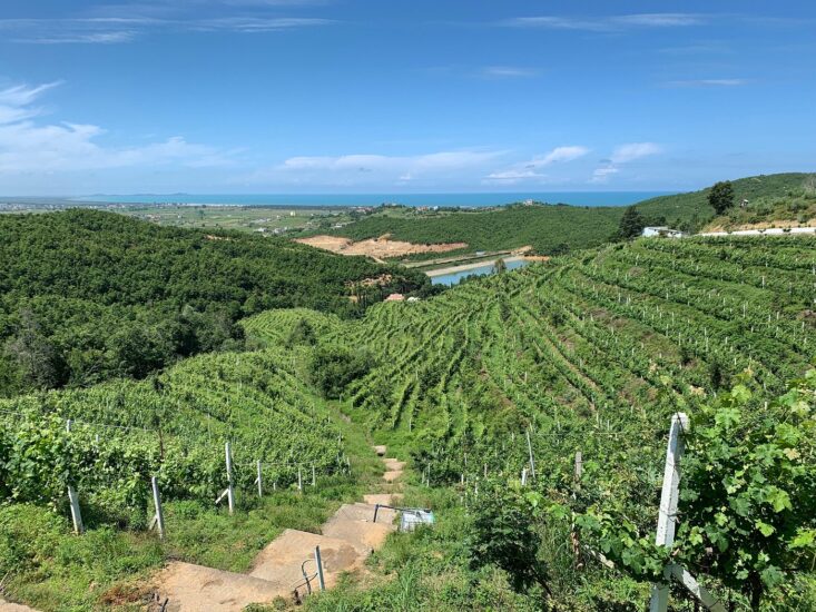 I vigneti di Duka Winey, in Albania 