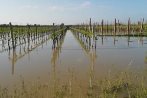 Alluvione Emilia Romagna, Inps proroga al 17 marzo 2025 la scadenza per il pagamento dei contributi
