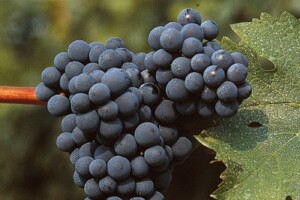 31 agosto, Giornata Internazionale del Cabernet Sauvignon, il vitigno più piantato al mondo